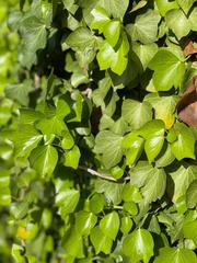 Hedera helix