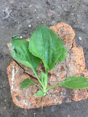 Plantago major