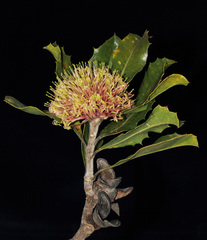 Banksia ilicifolia