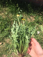 Taraxacum officinale