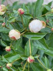 Magnoliopsida