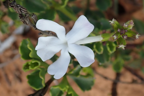 Image of Chascanum cuneifolium by no rights reserved