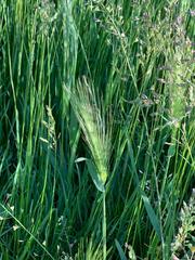 Hordeum murinum