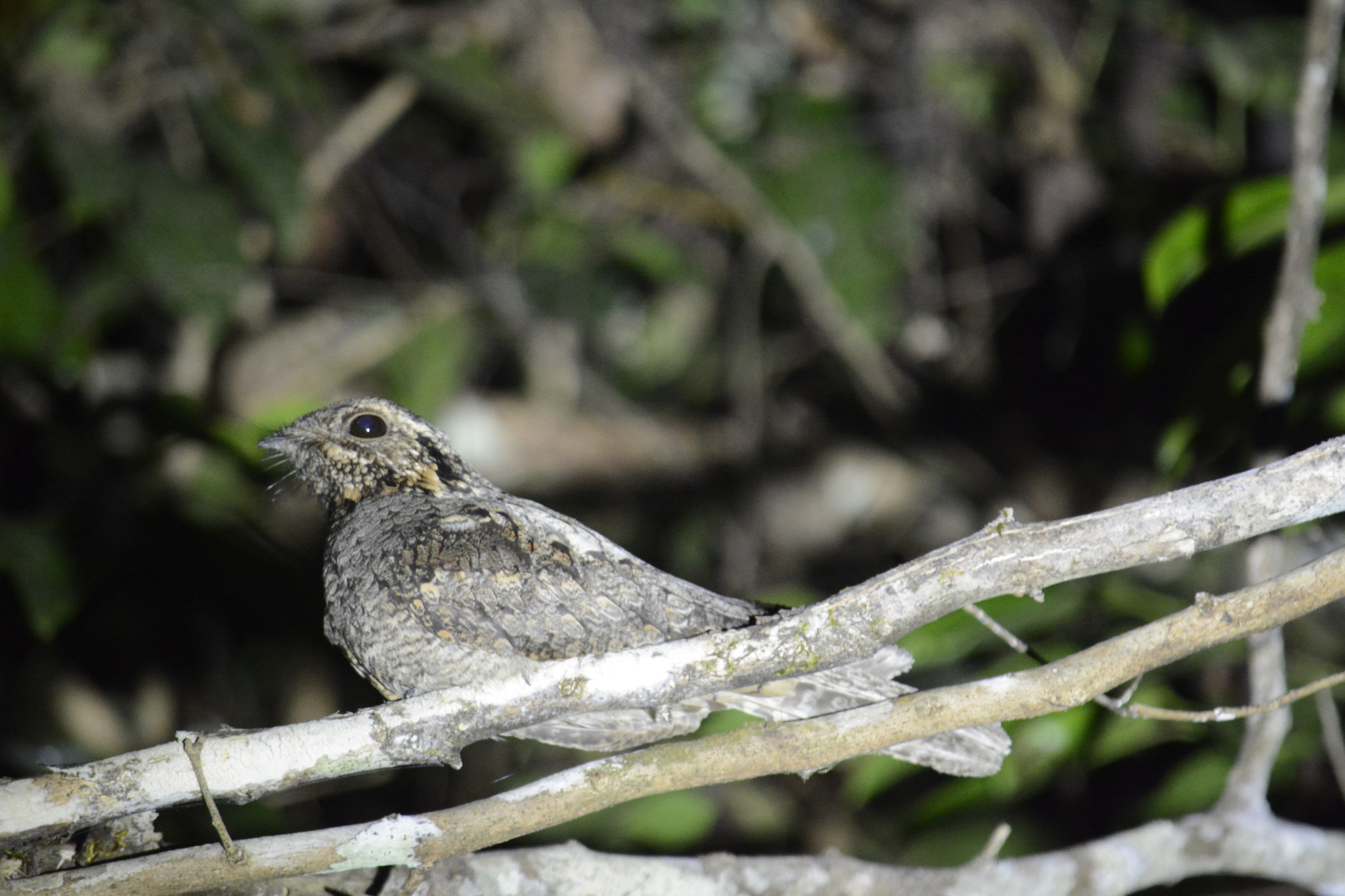 Jungle Nightjar