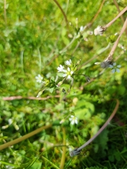 Cerastium fontanum