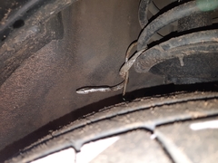 Thelotornis capensis