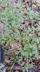 Lomatium californicum