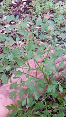 Lomatium californicum