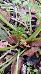 Lomatium californicum
