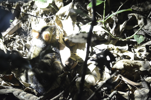 Indian Chevrotain