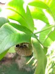 Polybia ruficeps xanthops