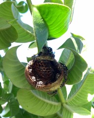 Polybia ruficeps xanthops