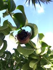 Polybia ruficeps xanthops