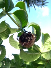 Polybia ruficeps xanthops