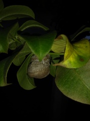 Polybia ruficeps xanthops