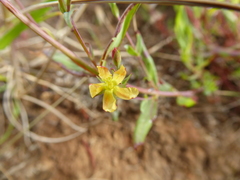 Hypericum brevistylum