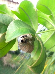 Polybia ruficeps xanthops