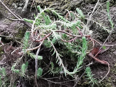 Semperviveae