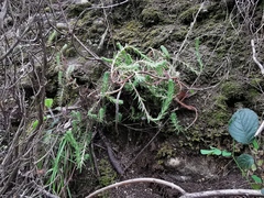 Semperviveae