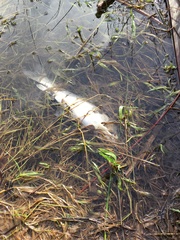 Catostomus macrocheilus