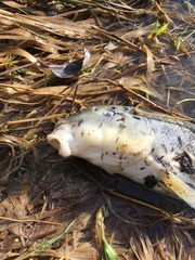 Catostomus macrocheilus