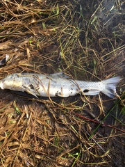 Catostomus macrocheilus