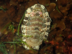 Sypharochiton