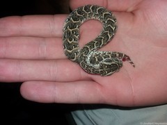 Bitis arietans arietans