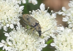 Mycterus curculioides