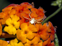 Thomisus citrinellus