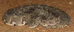Bitis arietans arietans