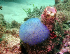 Clavelina australis