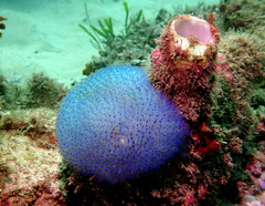 Clavelina australis