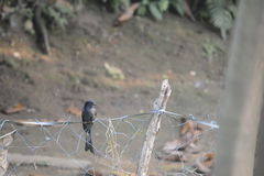 Surniculus dicruroides