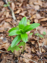 Lilium martagon