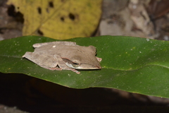 Taruga longinasus