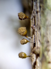 Trichia crateriformis