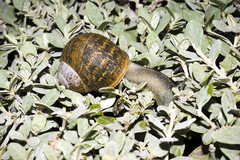 Cornu aspersum