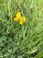 Lotus corniculatus