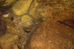 Pethia nigrofasciata