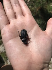 Carabus morbillosus macilentus