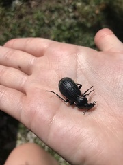 Carabus morbillosus macilentus