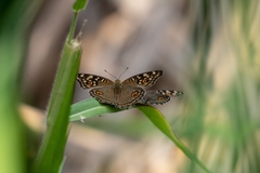 Junonia lemonias