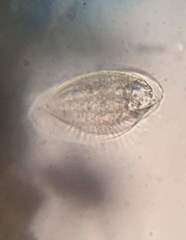 Phacodinium