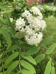 Sorbus aucuparia