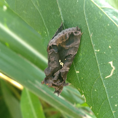 Plusiopalpa adrasta