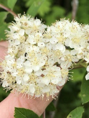 Sorbus aucuparia