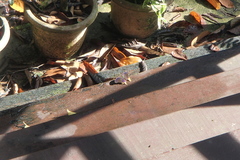 Terinos terpander intermedia