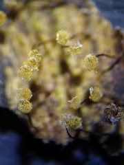 Physarum flavicomum