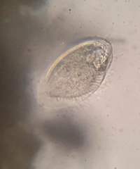 Phacodinium